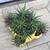 A cute ceramic strawberry pot full of healthy Haworthia zebra plants 3 thumbnail