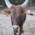 Watusi / Brahma young bull 1 thumbnail