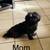 Shih Poo 8 thumbnail