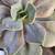 South African wide tongue succulents and other succulents 15 thumbnail