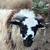 Scottish Blackface ram lamb 2 thumbnail