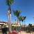 tree , stump/root removal & palm tree services! 10 thumbnail