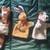 (3) Vintage Steiff Hand Puppets 1 thumbnail
