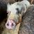 Mini pigs 1 thumbnail