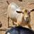 Goats Nigerian Dwarf polled genetics 7 thumbnail