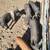 Pigs 1 thumbnail