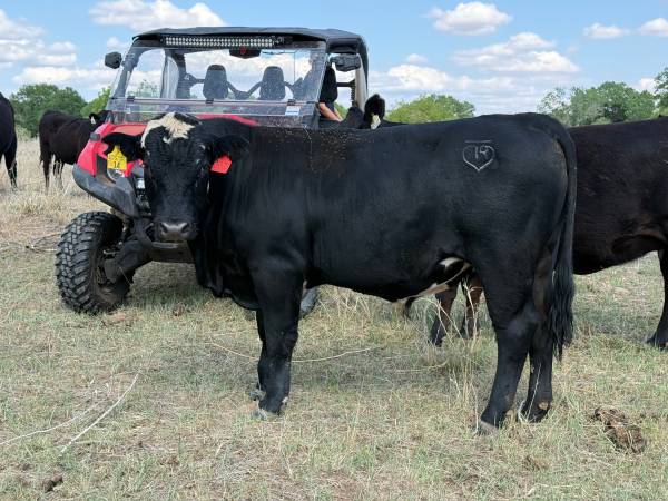 Composite Yearling Bull 1