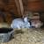 Meat rabbits 2 thumbnail