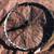 29” rear MTB wheel Novatec XD 15mm Race Face AR24 alloy 24 w/ cassette 1 thumbnail