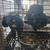 Pair Hyacinth 4 thumbnail