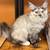 Maine Coons 1 thumbnail