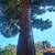 Bay Area Builders Inc. License #1127845 Tree Services 11 thumbnail
