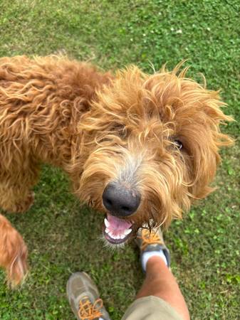 Rehome lucy goldendoodle (Cullman)63660349857921124