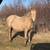 Palomino poa mare 1 thumbnail