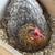 Rooster 2 thumbnail