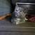 8 Week Kittens 12 thumbnail