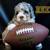 Bernedoodle micro mini doodle 4 thumbnail