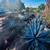 RARE AGAVE TEQUILANA BLUE WEBER AGAVE AZUL 1 thumbnail