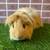 Guinea pig Male (Savethepetz) 9 thumbnail