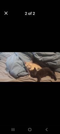 Two kittens looking for a home (Crete)63857444546563121