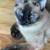 LOST PART-SIAMESE CAT! $REWARD 1 thumbnail