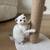 Scottish fold 4 thumbnail