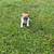 Jack Russell terriers (Short legged) 8 thumbnail