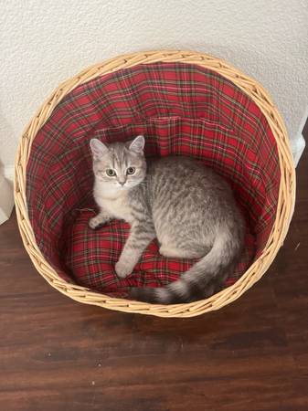 Scottish fold and straight (Citrus Heights)63679395645441120