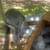 Florida white rabbits,, quails, chickens 13 thumbnail