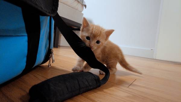 Adorable Ginger Tabby Kittens – Meet & Reserve (Greater Boston / Brook (Greater Boston / Brookline)64141786152065121