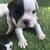 English bulldog / frenchie mix looking for forever homes(re-home) 4 thumbnail