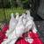 Nikolaevsky (Ukrainian) pigeons 2 thumbnail