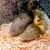 Call ducklings (4) 3 thumbnail