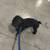 Male dog 5 thumbnail