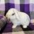 Purebred Holland lop bunny 3 thumbnail