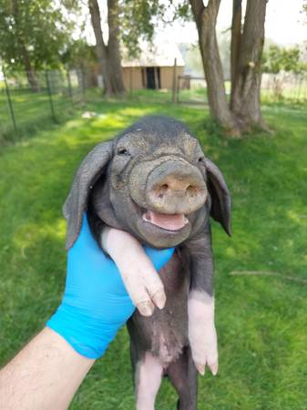 Meshian pigs 1