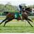 Horse 2y Reg 1/2 arab by Multi-National Champion Dutch Harness Horse 10 thumbnail