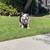 English bulldog Tri Merle 3 thumbnail
