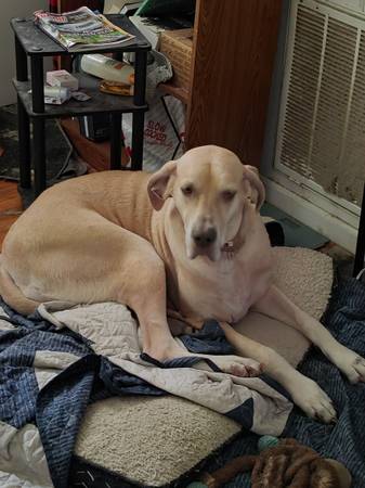 Very Sweet Great Dane Dog Rehoming (Angier)