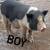 Mini Potbellied Pigs 1 thumbnail