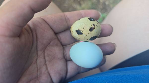 Quail, jumbo coturnix, Standard and Celadon - farm & garden