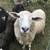 Dorper-Katahdin Ram 3 thumbnail