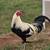 Game roosters 10 thumbnail