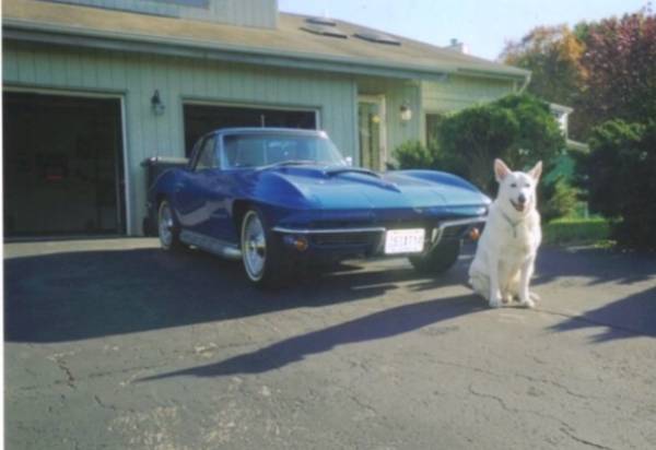 DOG BOARDING and TRAINING  (CENTRAL JERSEY) 1