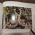 Snakes of Arizona by Dr Andrew Holycross 6 thumbnail