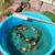 koi fish, fruit trees, and equipment 20 thumbnail