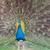 Peafowls 3 thumbnail