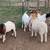 BOER BILLIES FOR SALE 80 - 100+ lb 1 thumbnail