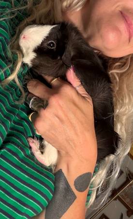 Rehoming sweet GUINEA PIG young, healthy “Bobby” (Livermore)63861571970433120