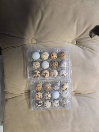 Fertilized quail eggs 1